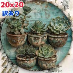 ドアプレート ウエルカムボード 多肉植物 インテリア 飾り付け 壁掛け 玄関