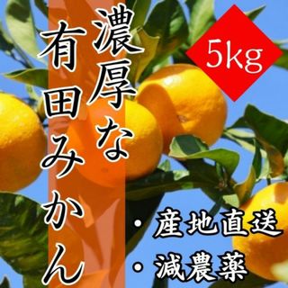 みかん 有田みかん 5㎏ 減農薬ミカン 蜜柑 濃厚 甘い 高糖度 柑橘