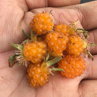 ⭐️⭐️紅葉苺抜き苗4株⭐️⭐️ 最高峰の木苺　絶品極旨木いちご