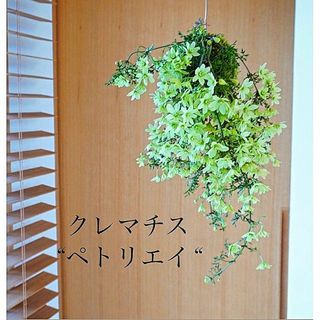 クレマチス"ペトリエイ"の苔玉