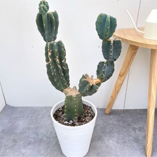 柱サボテン　ブランチ　34【現品】観葉植物　室内　ドライガーデン　大型