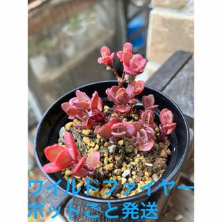 セダム　ワイルドファイヤー